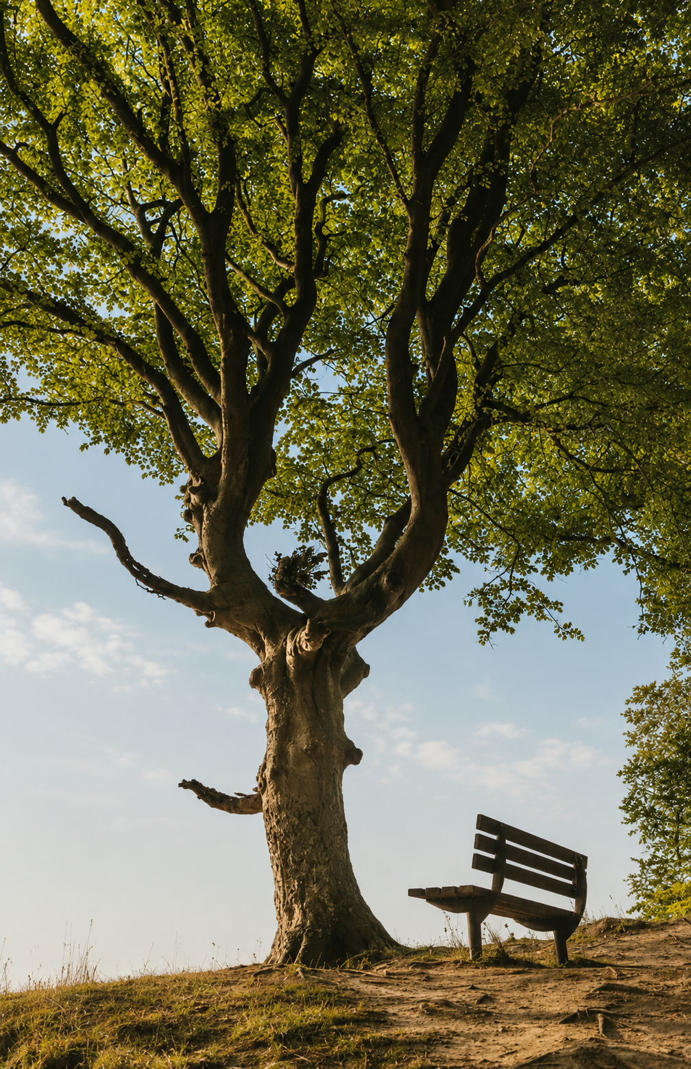 Tree — oak, northern forest